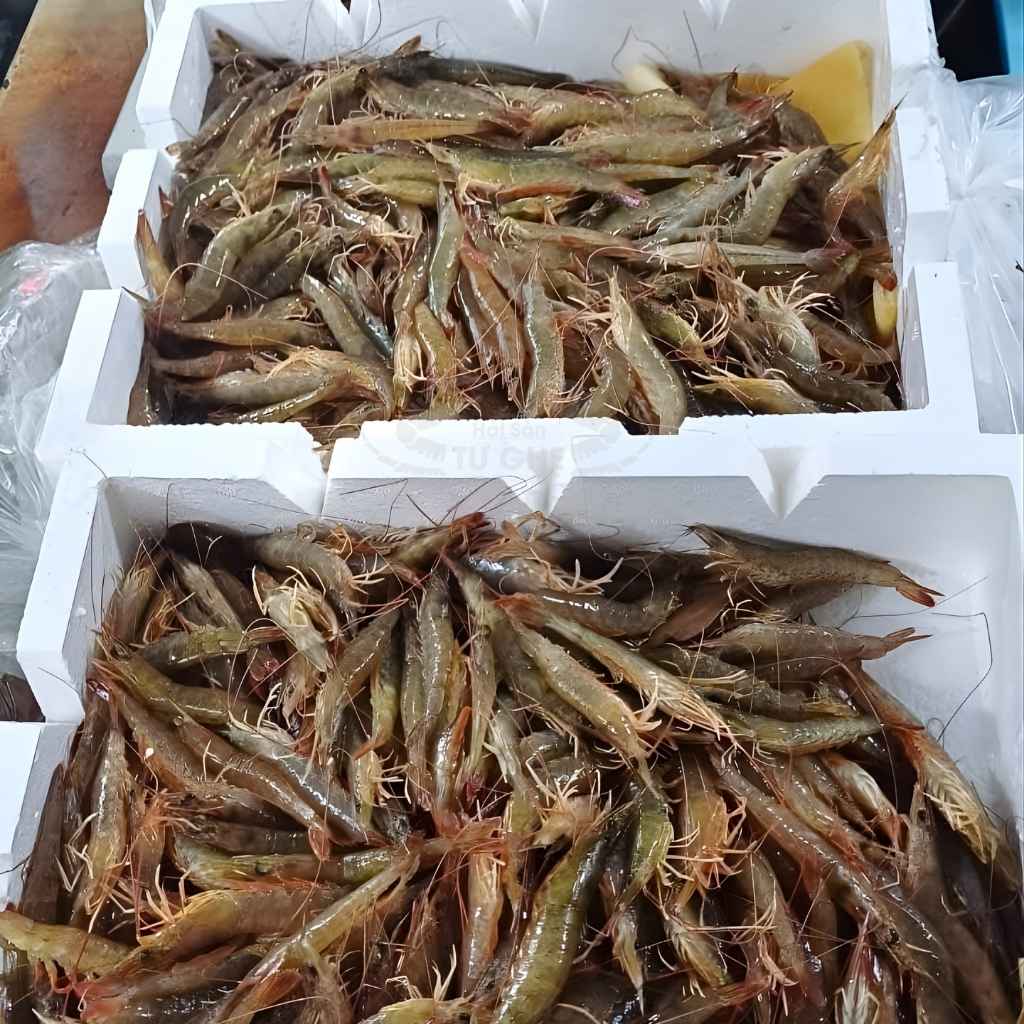 tom dat ca mua tuoi song tom dat ca mua tuoi song